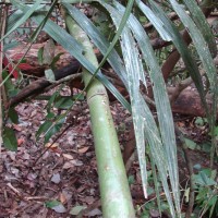 Calamus thwaitesii Becc.